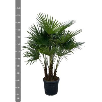 Trachycarpus Fortunei Multistam - 230cm