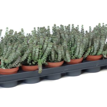 Crassula marnieriana