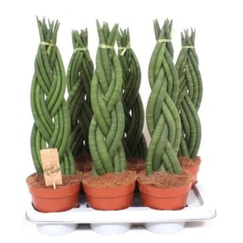Sansevieria Twister