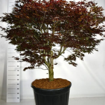 Acer pal. 'Bloodgood'