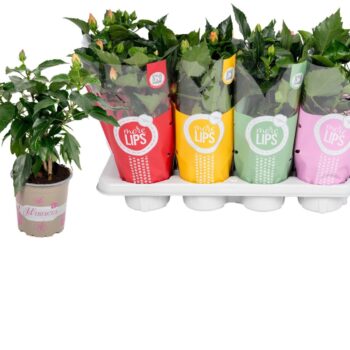Hibiscus rosa sinensis 4+ "MoreLIPS®" mix dubbelbloemig