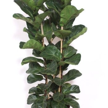 Ficus lyrata bambino 3 per pot