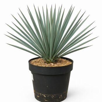 Yucca Rostrata 'Blue Swan' - 75cm