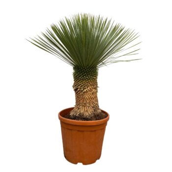 Yucca Rostrata - 100cm