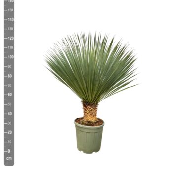Yucca Rostrata - 120cm