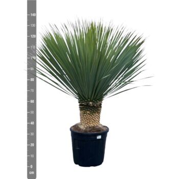 Yucca Rostrata - 140cm