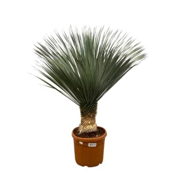 Yucca Rostrata - 150cm