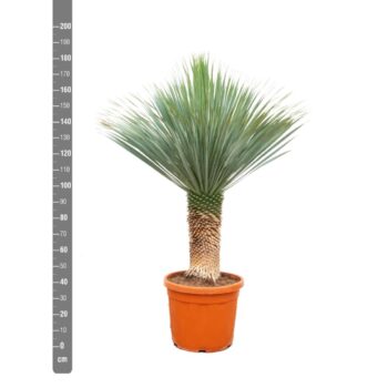 Yucca Rostrata - 170cm