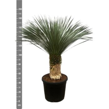 Yucca Rostrata - 200cm