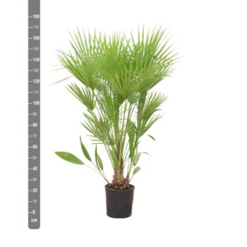Chamaerops Humilis - 170cm