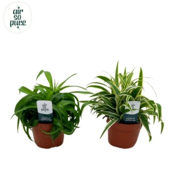 Chlorophytum Com gemengd Air So Pure®