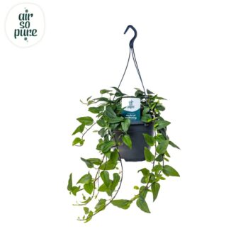 Hedera helix green Air So Pure®