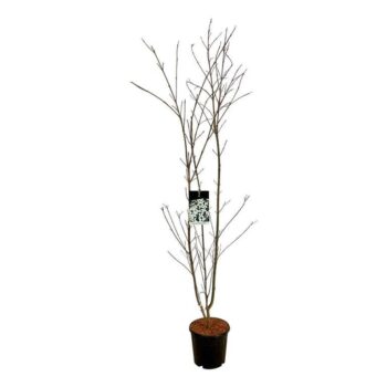 Cornus kousa 'Weisse Fontaine'