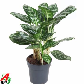 Aglaonema Amazone Silver