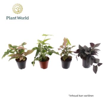 Syngonium special mix