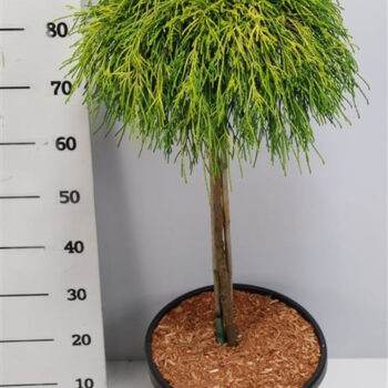 Chamaecyparis p. 'Sungold'