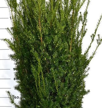 Taxus media 'Hillii'