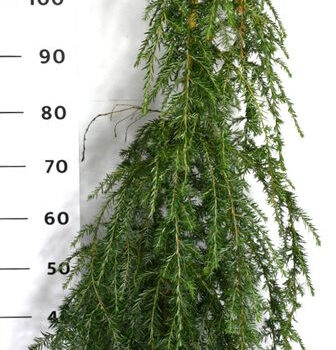 Tsuga can. 'Pendula'