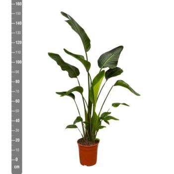 Strelitzia Nicolai - 150cm