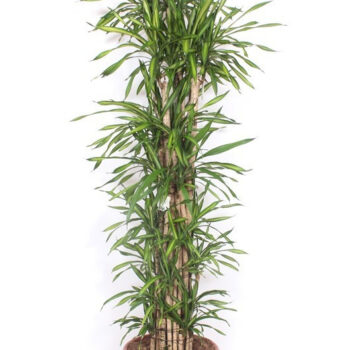 Dracaena Riki