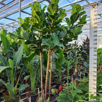 Ficus Lyrata trio stam 330