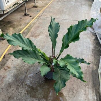 Anthurium jungle bird nest 22/19 h60