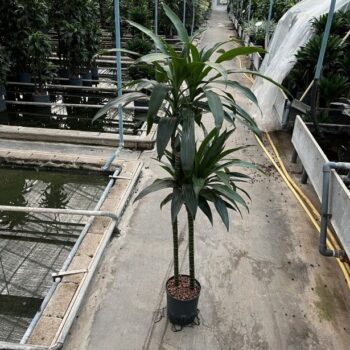 Dracaena janet craig (90/60) 18/19 h140