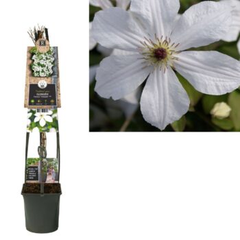 Clematis 'Forever Friends' PBR +3.0 label