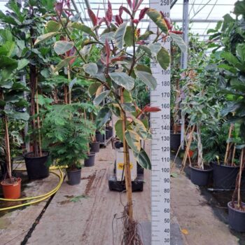 Ficus Elastica Belize vertakte stam 250