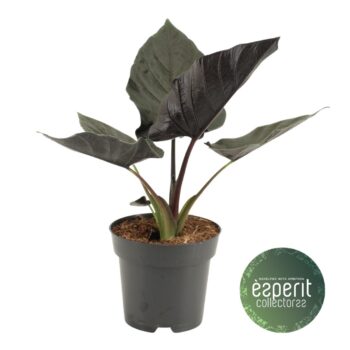 Alocasia Antoro Velvet
