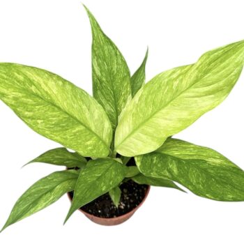 Spathiphyllum Aurea