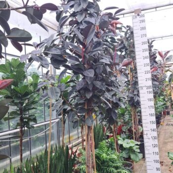 Ficus Elastica Abidjan multistam 380