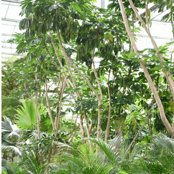 Schefflera actinophylla 'Amate' Stem branched