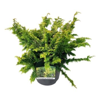 Chamaecyparis o. 'Fernspray Gold'