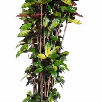 Codiaeum Mrs Iceton vertakt P48-240