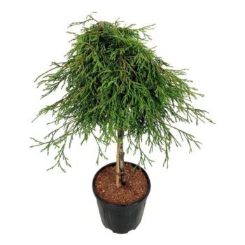 Thuja pl. 'Kager's Beauty'