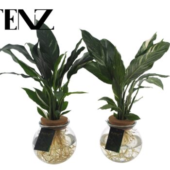 Spathiphyllum Diamond 12cm in Bolglas + Klikkurk - lvrtijd: 24 u