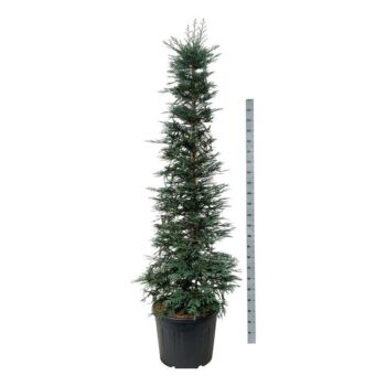 Sequoia sempervirens 'Xeno'