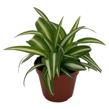 Chlorophytum Com 'Variegatum'