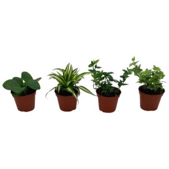 Groen mix Pilea Peperomioides, Hedera, Chlorophytum