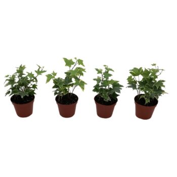 Hedera helix bont gemengd