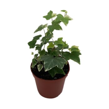 Hedera helix 'Esther'