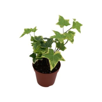 Hedera helix 'Gold Child'