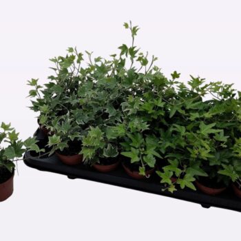 Hedera helix gemengd