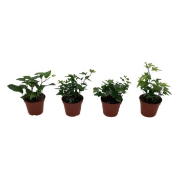 Hedera helix groen gemengd