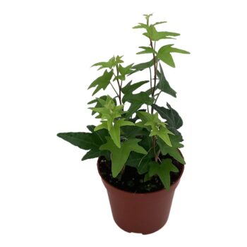 Hedera helix 'Jacobine'