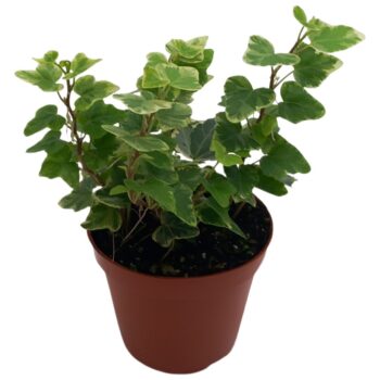 Hedera helix 'White Wonder'