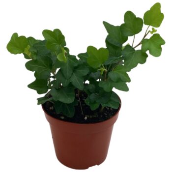 Hedera helix 'Wonder'