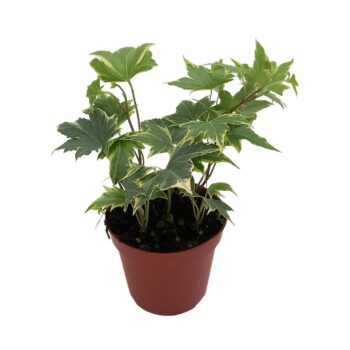 Hedera helix 'Yellow Ripple'