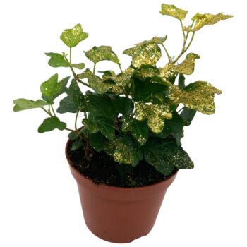 Hedera helix Wonder Goud glitters